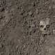 Image for article titled Inside the Body Farms Where Human Remains Decompose in the Name of Science